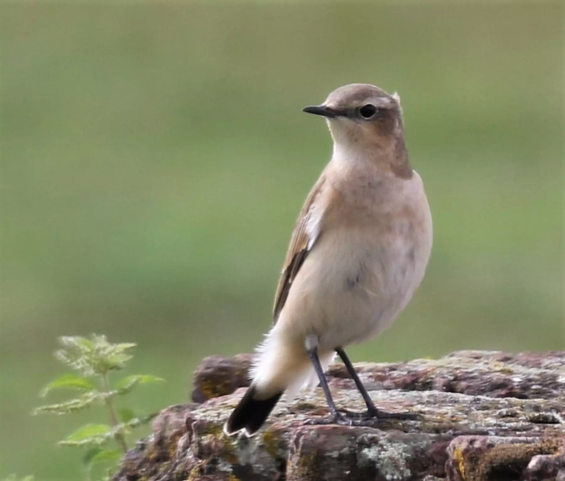 Wheatear - Photo Richard Hanman